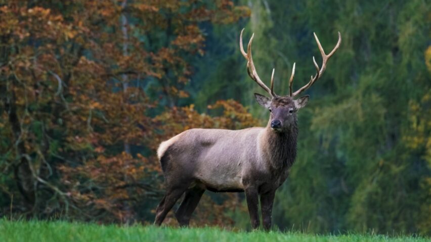 Will Deer Come Back After Being Spooked: Understanding The Behavior and Increasing Your Chances of Success