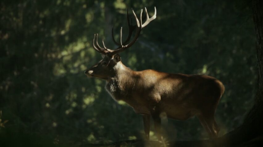 Will Deer Come Back After Being Spooked: Understanding The Behavior and Increasing Your Chances of Success