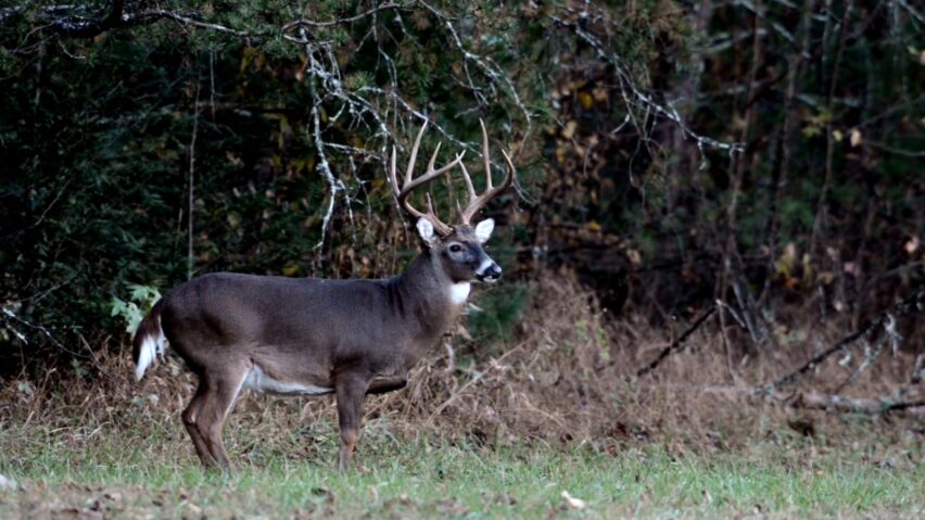 What Do White-tailed Deer Eat During the Winter?