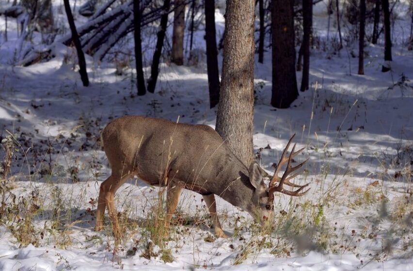 White-Tailed Deer Eating plant During the Winter