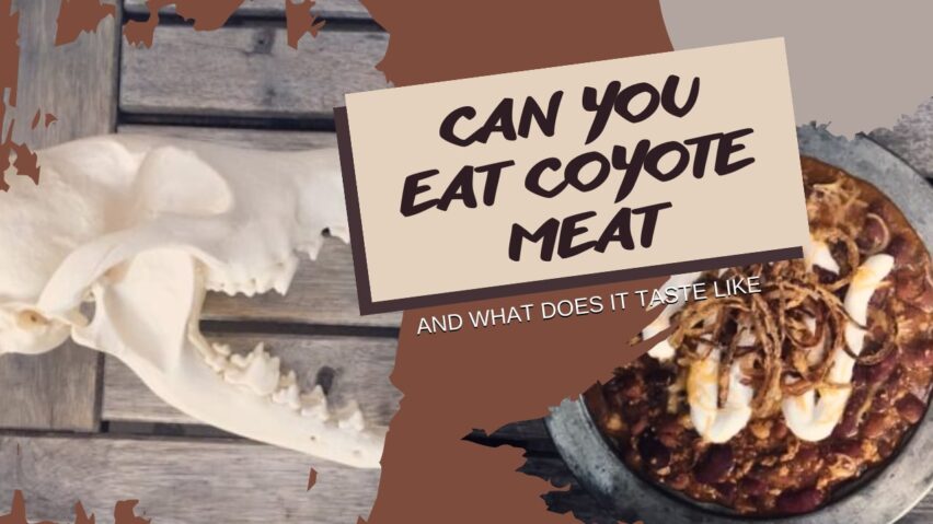 Can You Eat Coyote Meat