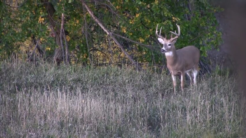 Deer Body Language