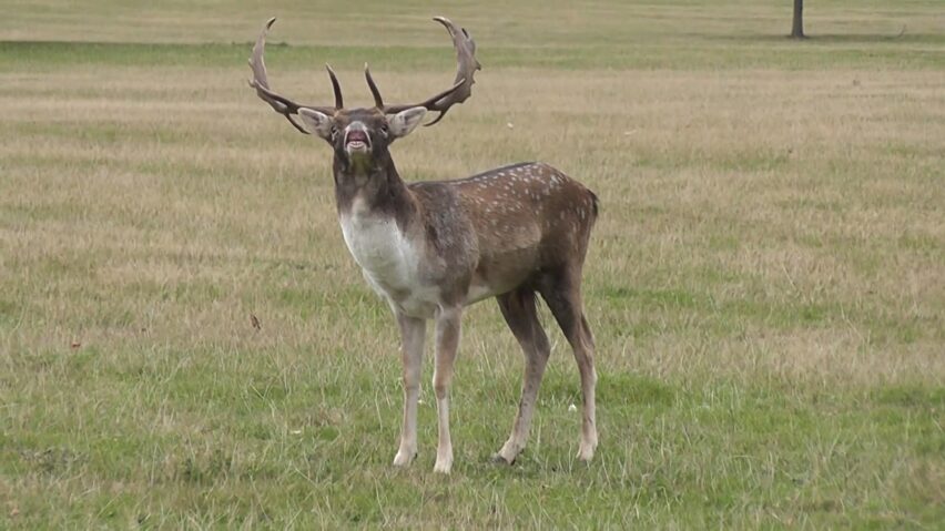 Deer Flehmen Response