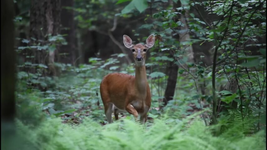 Deer Stomp and Snort