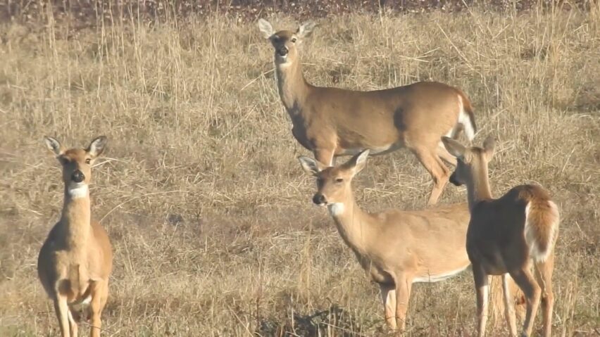 Deer Stomping