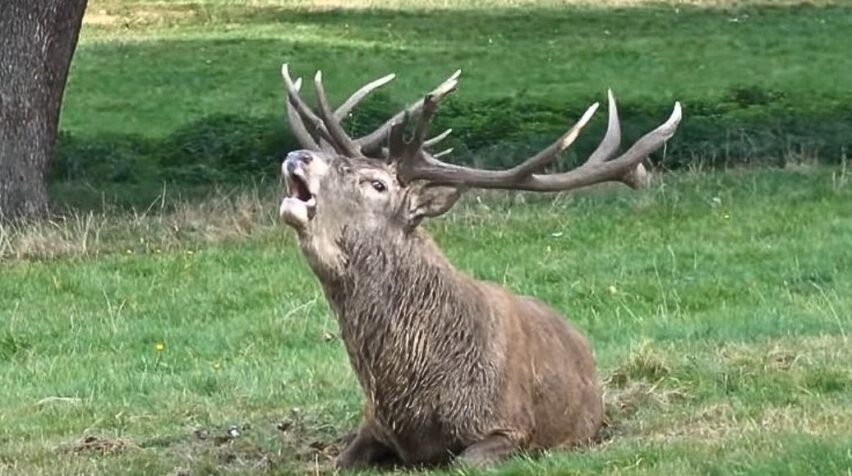 Deer Vocalizations