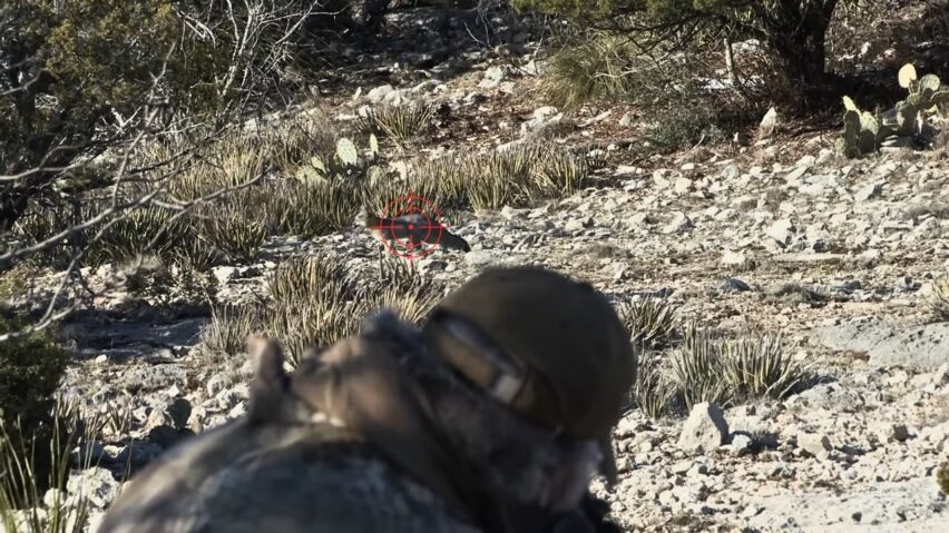 Hunting coyotes