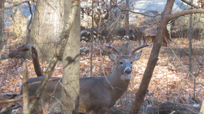 Observing deer