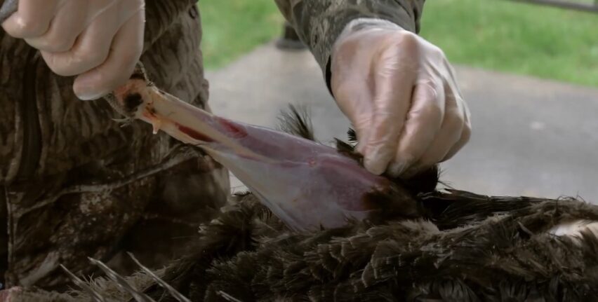 Once the internal organs are removed, it's time to clean the turkey