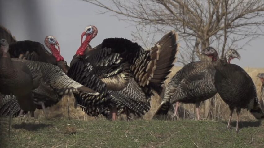 Shot Placement on Turkeys With a Bow