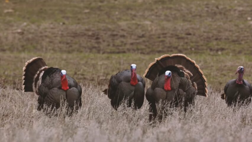 Turkey Hunting