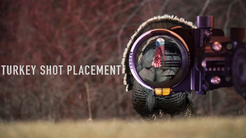 Turkey Shot Placement