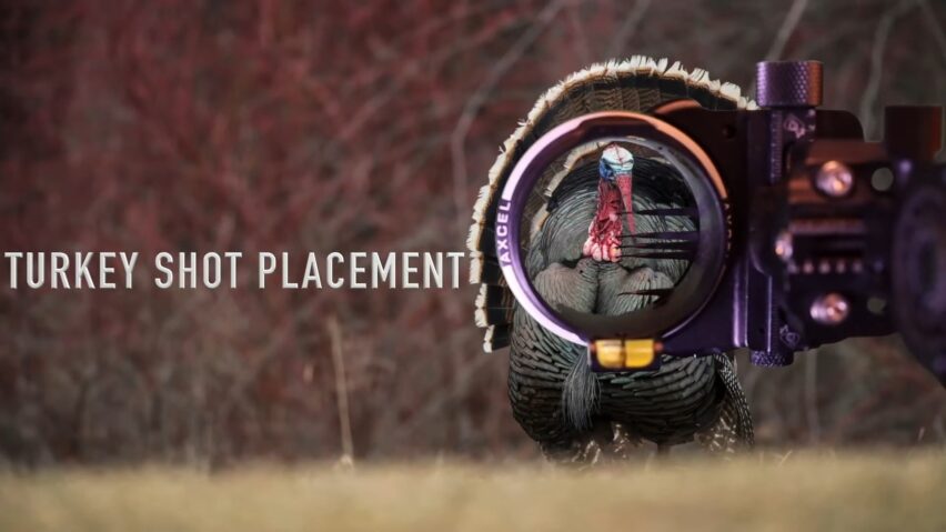 Turkey Shot Placement