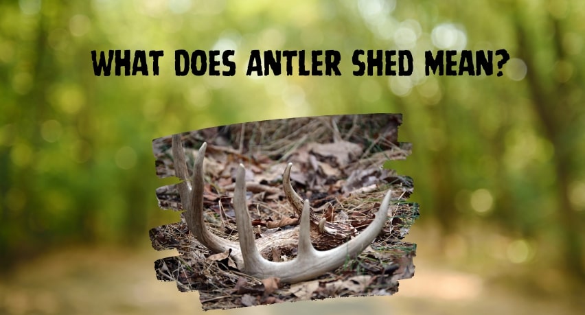What Does Antler Shed Mean
