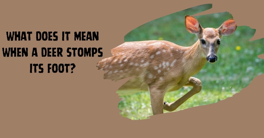 What Does It Mean When a Deer Stomps Its Foot