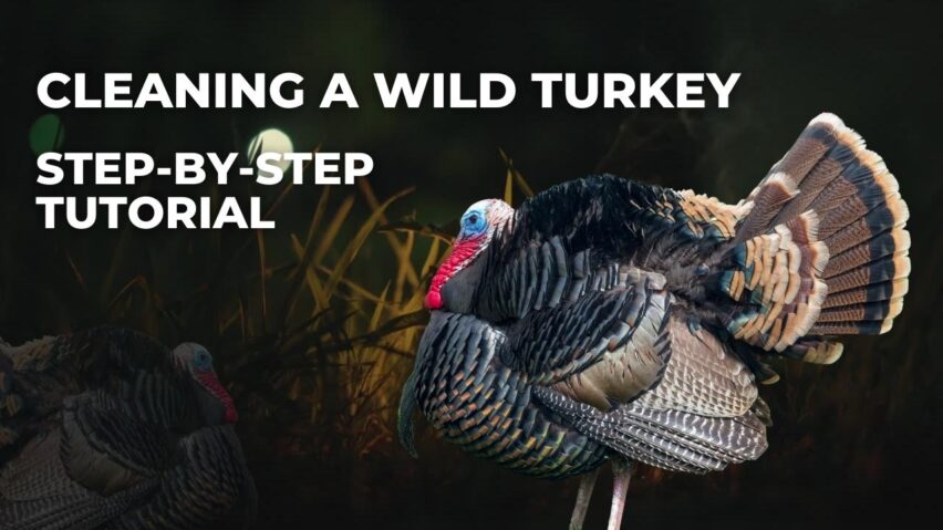 Cleaning a Wild Turkey Step-by-Step Tutorial