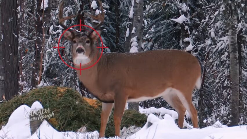 Hunting deer tips