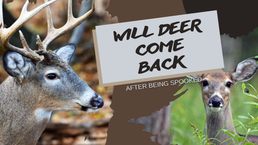 Will Deer Come Back After Being Spooked