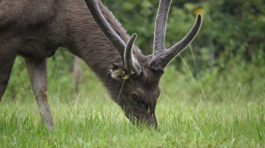 observing deer