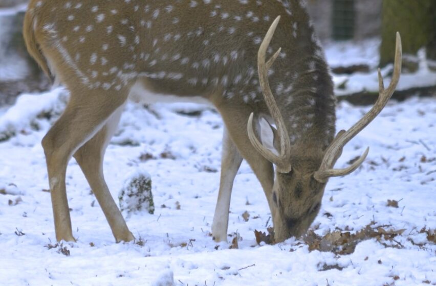 what White-Tailed Deer Eat During the Winter