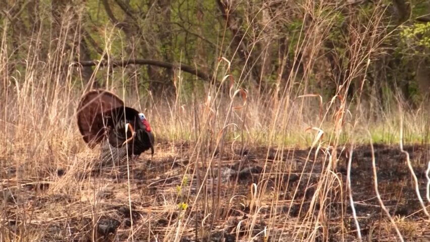 Tracking wounded turkeys