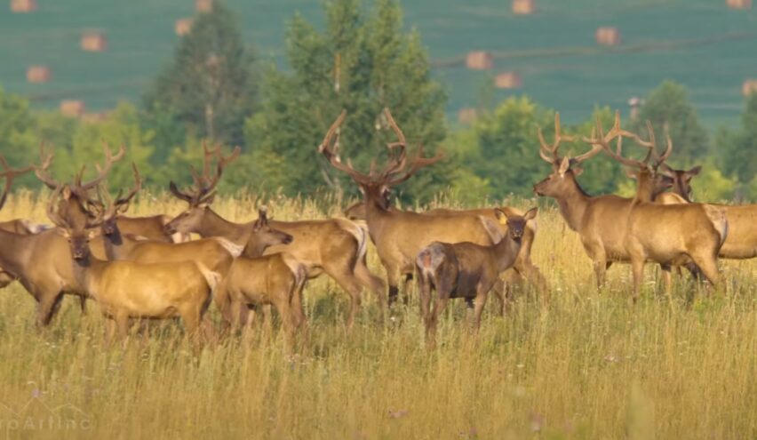 Deer Population