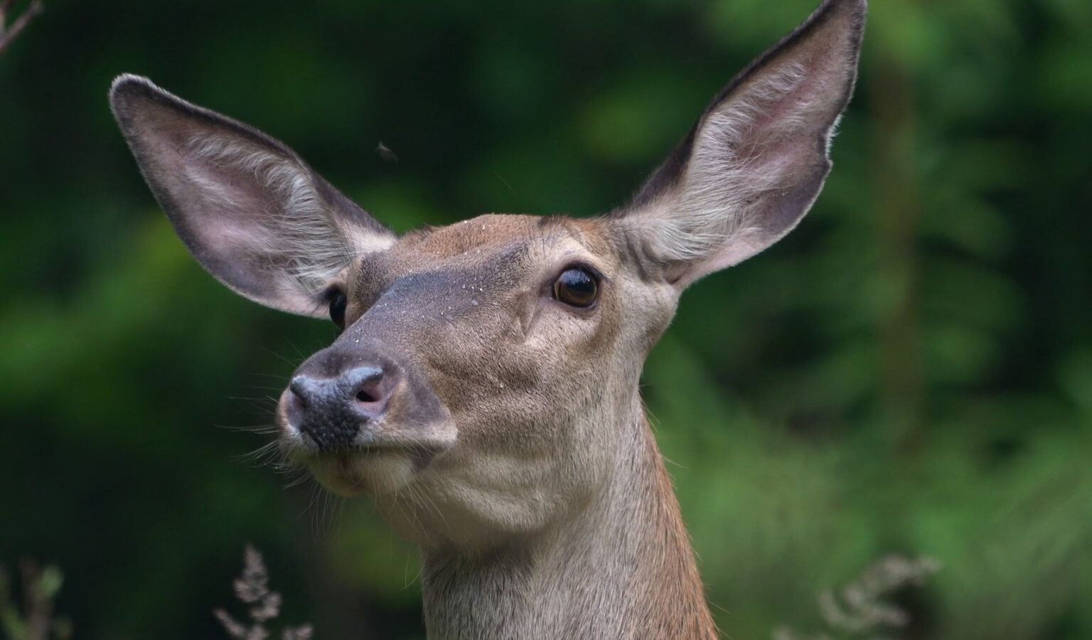 What is a Female Deer Called Doe, Hind, or Cow? Bow Donnd