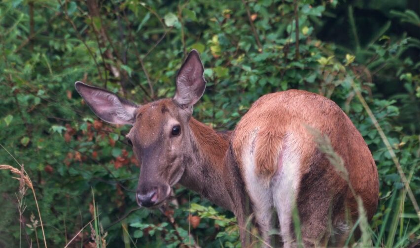 How Does Female Deer Look