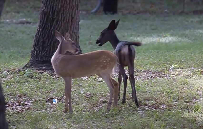 Melanistic Black Deer