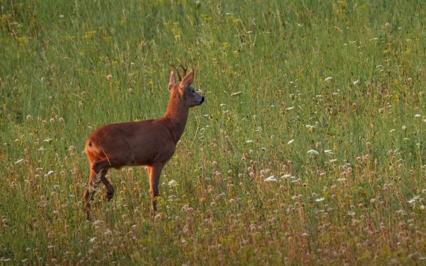 What is European Roe Doe Deer