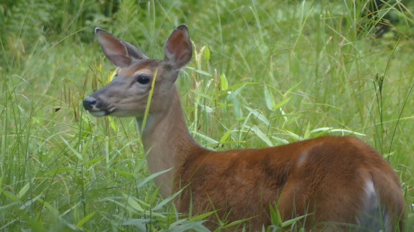 Where White Tailed Deer Lives