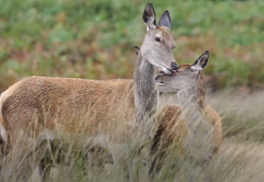 Where to Find Red Deer Doe