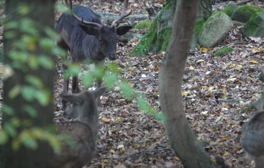 black deer