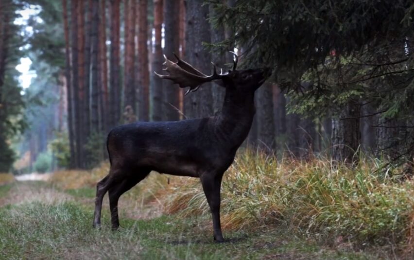 black deer